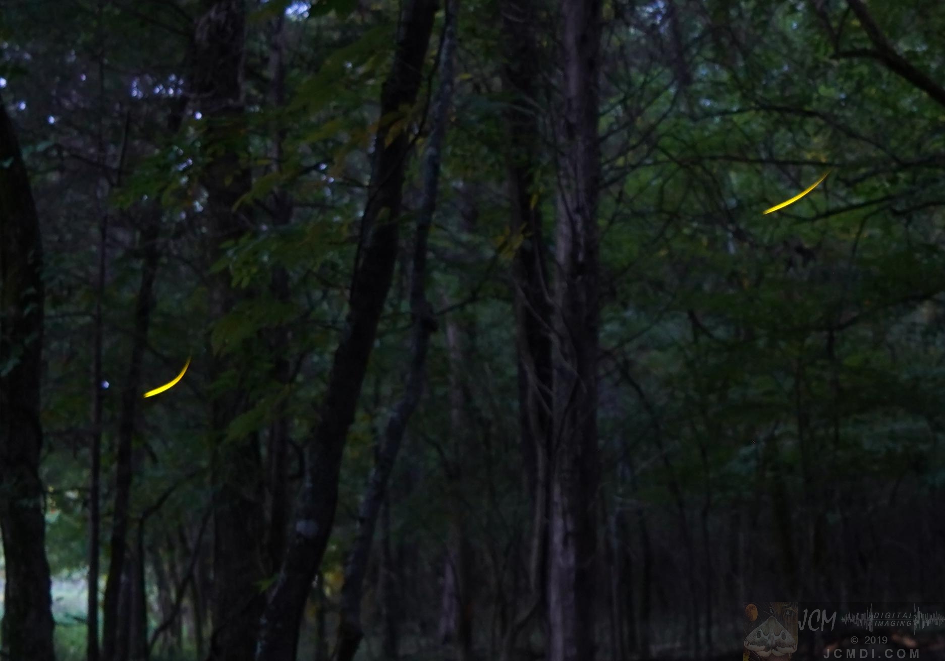 Long exposure Fireflies in woods near Old Hickory Lake TN